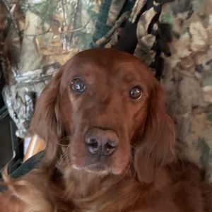 Meet your Posher, Peggy